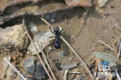 动物通讯的定义