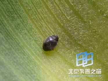 深点食螨瓢虫