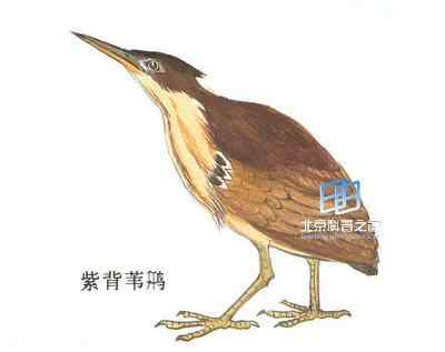 紫背苇鳽