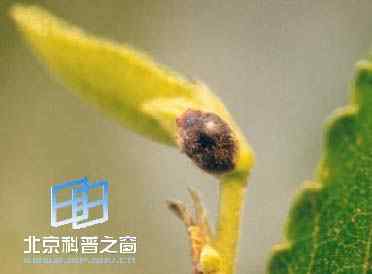 长隆小毛瓢虫
