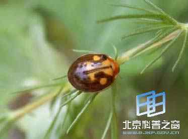 隐斑瓢虫