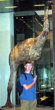 恐鸟也许不是人类灭绝的