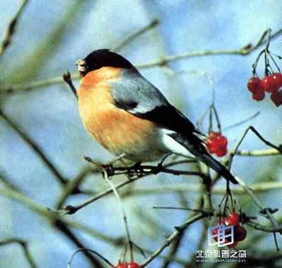 鸟类通讯的研究