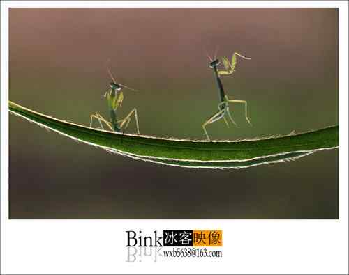 冰客的昆虫世界作品