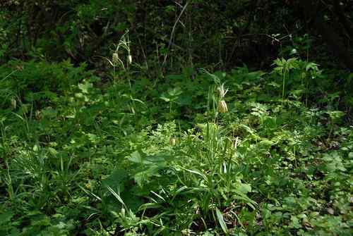 看看我长白山里的“宝贝” 看看我长白山里的“宝贝”