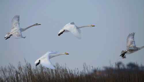 天鹅也要服刑么？