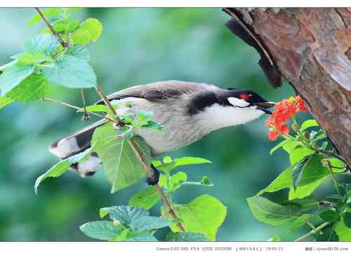 广东人观鸟散记