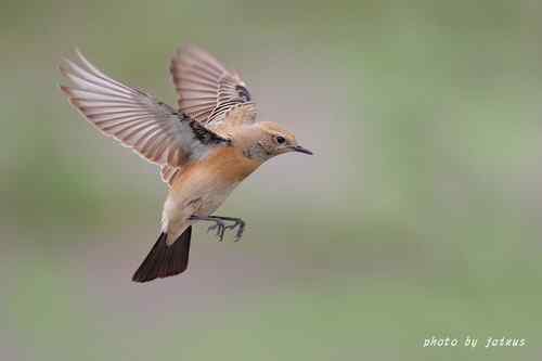 飛行及展翅之美