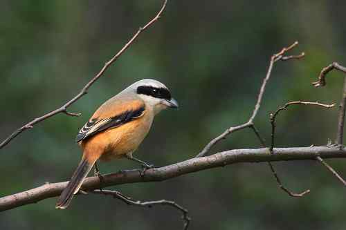 鸟类摄影图片处理成漂亮干净的背景