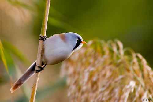再赏文须雀依旧美