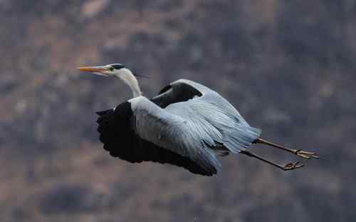 一只逝去的苍鹭 一只逝去的苍鹭