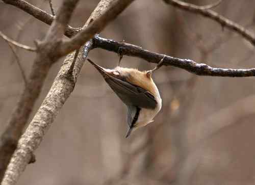 看看我长白山里的“宝贝” 看看我长白山里的“宝贝”