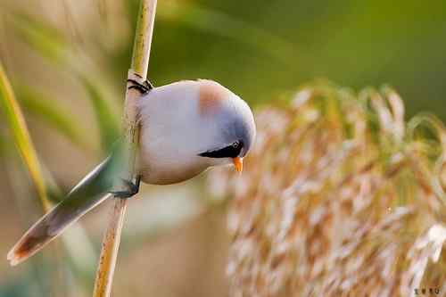 再赏文须雀依旧美
