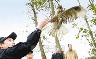 村民用强力胶捕捉老鹰被举报