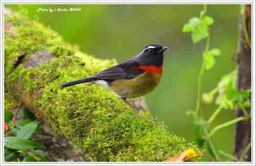 阿里山鴝(栗背林鸲)的祝福