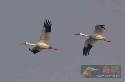 春的使者  白鹤 辽河三角洲湿地