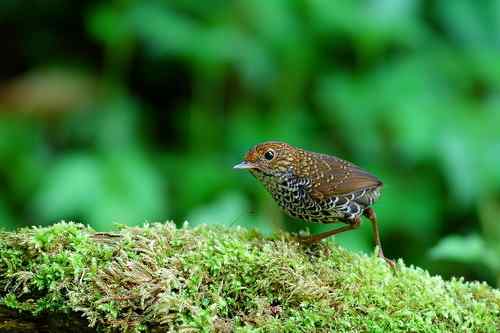 台湾山林隱者——鳞胸鹪鹛