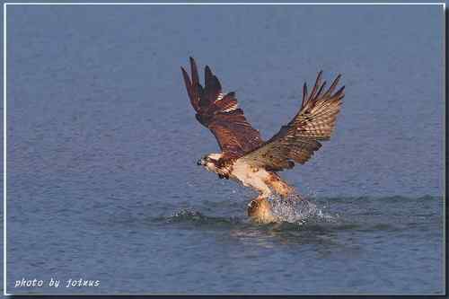 猛禽：今天吃鱼