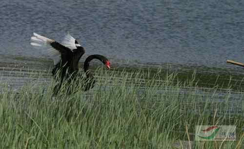 圆明园黑天鹅与工作人员展开搏斗 圆明园黑天鹅与工作人员展开搏斗