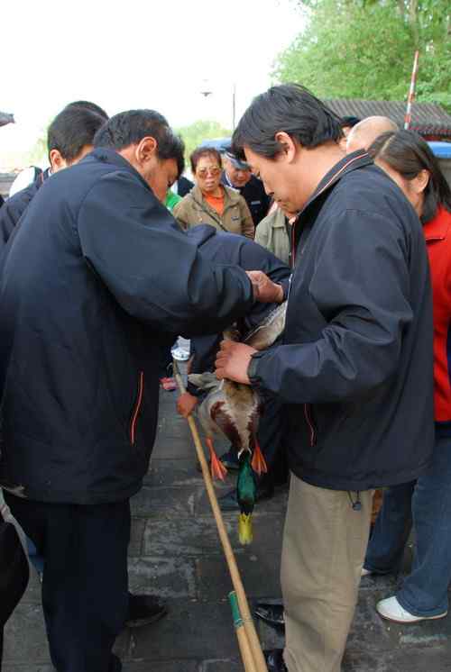 颐和园鸟人：绿头鸭蒙难获救记