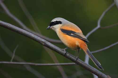 鸟类摄影图片处理成漂亮干净的背景