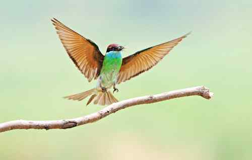 七月的蓝喉蜂虎