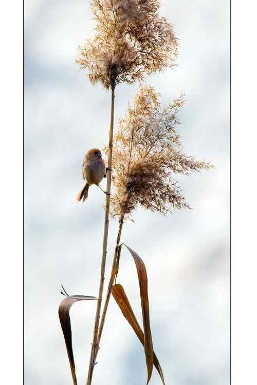 南京七里河 鸟类图片