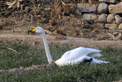 赏鹅却伤鹅：目睹了一只天鹅的受伤