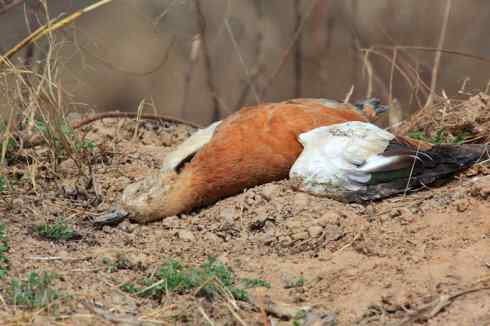 陕西眉县有人毒杀野鸭，大型涉禽类鸟
