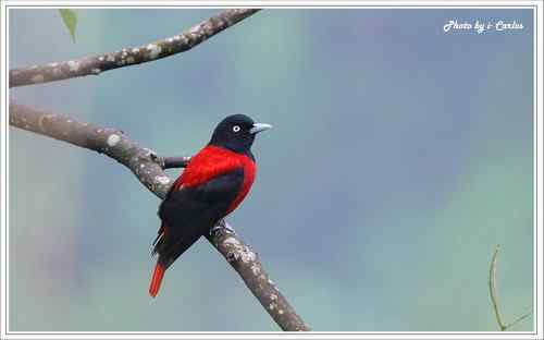 朱鸝 Maroon Oriole台灣特有亞種