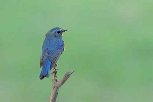 匆匆過客 台湾候鸟