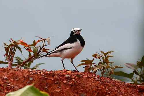关于黑背鹡鸰的求证