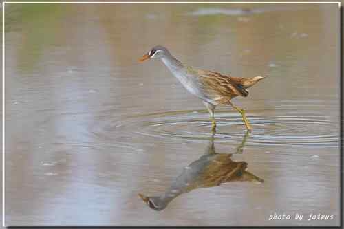 等了二十年 白眉田鸡