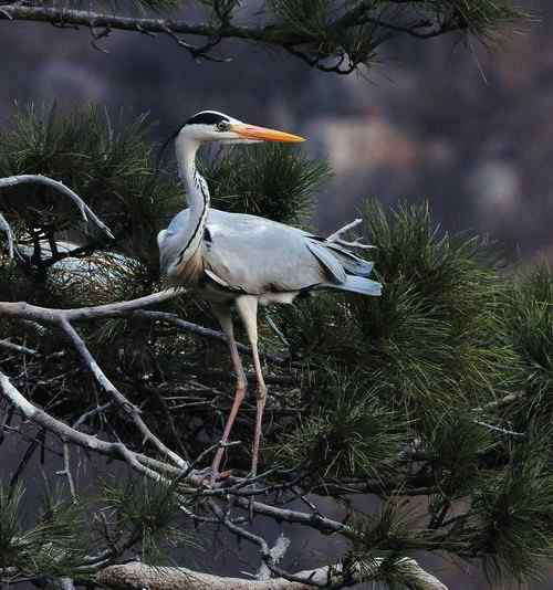 一只逝去的苍鹭 一只逝去的苍鹭