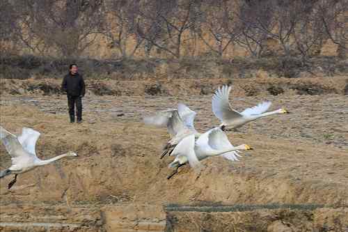 赏鹅却伤鹅：目睹了一只天鹅的受伤