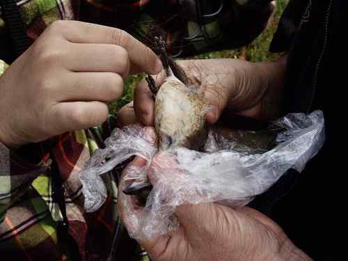 小小鸟人在行动 解救被困小鸟 小小鸟人在行动 解救被困小鸟