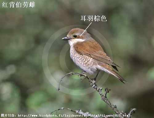 几种伯劳的识别