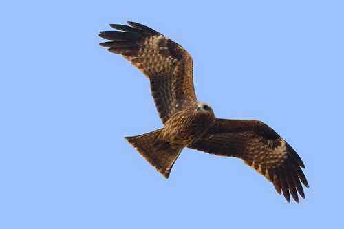 南京七里河 鸟类图片