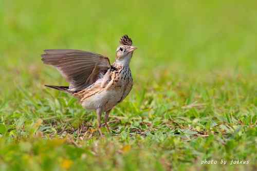 飛行及展翅之美