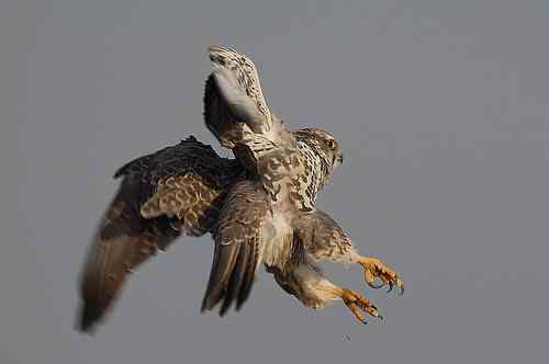 猎隼的刚劲、勇猛、可爱 猎隼的刚劲、勇猛、可爱