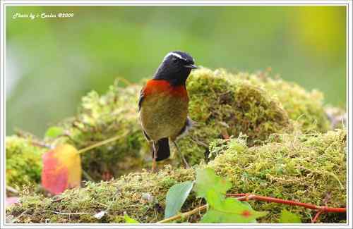 阿里山鴝(栗背林鸲)的祝福