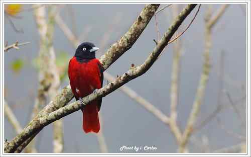 朱鸝 Maroon Oriole台灣特有亞種