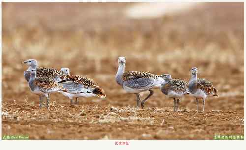 北京的大鸨（送两只隼）
