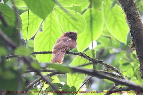 黑顶蟆口鸱: 四十七年再现