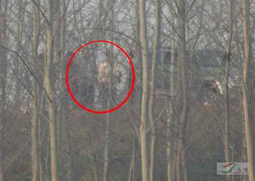 军车偷猎鸟 军人竟然打鸟