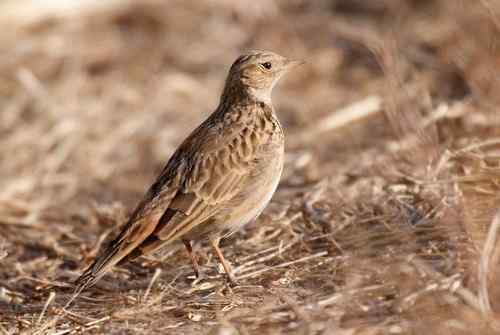 北京 二十几只林鸟