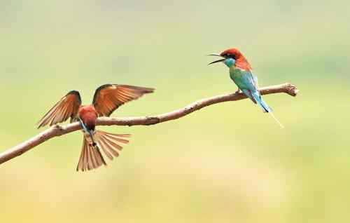 七月的蓝喉蜂虎