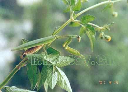 昆虫新目 昆虫界的“四不象”