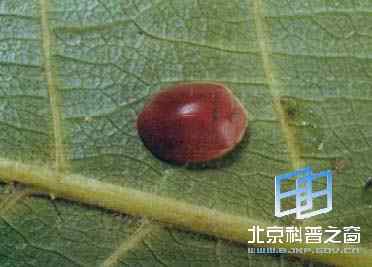 暗红瓢虫
