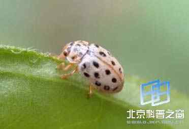 展缘异点瓢虫